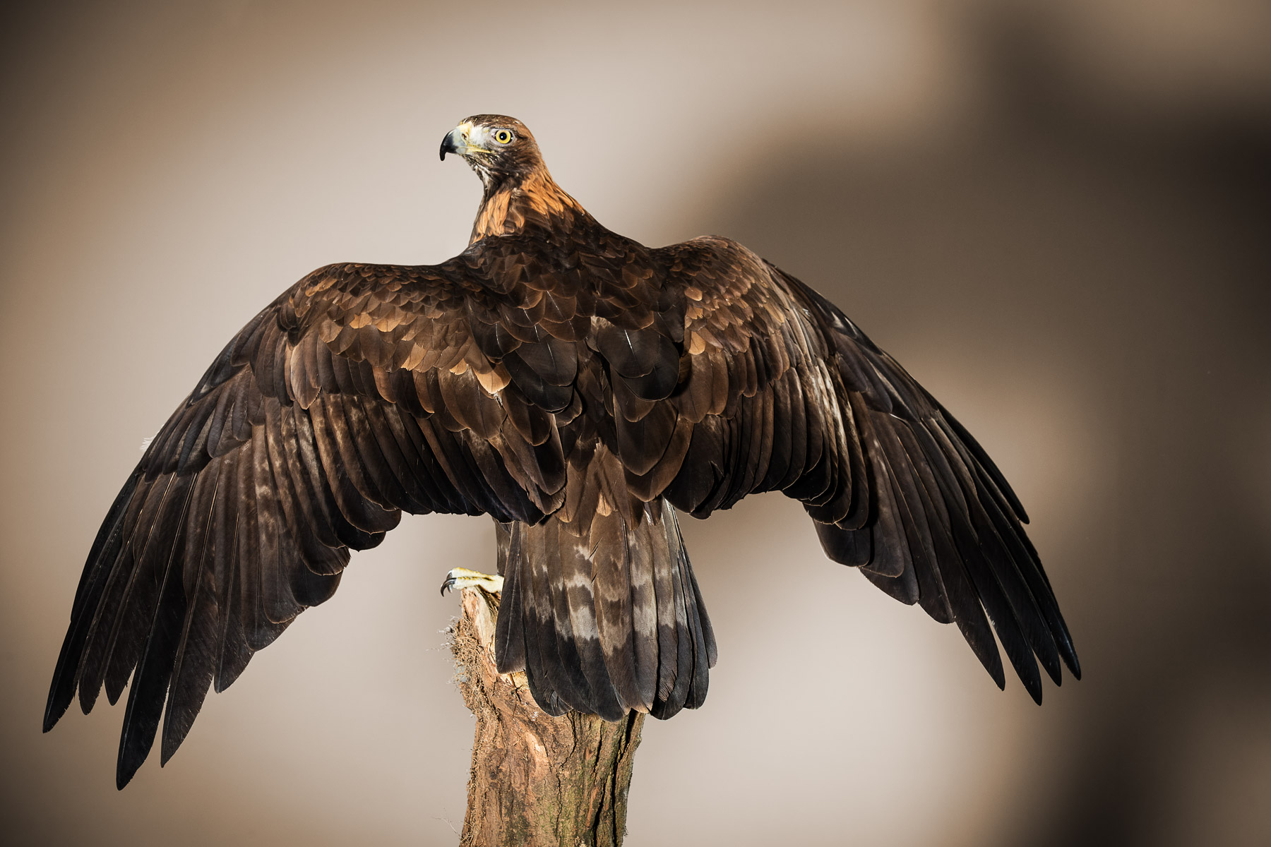 Tim_Platt_animals_133