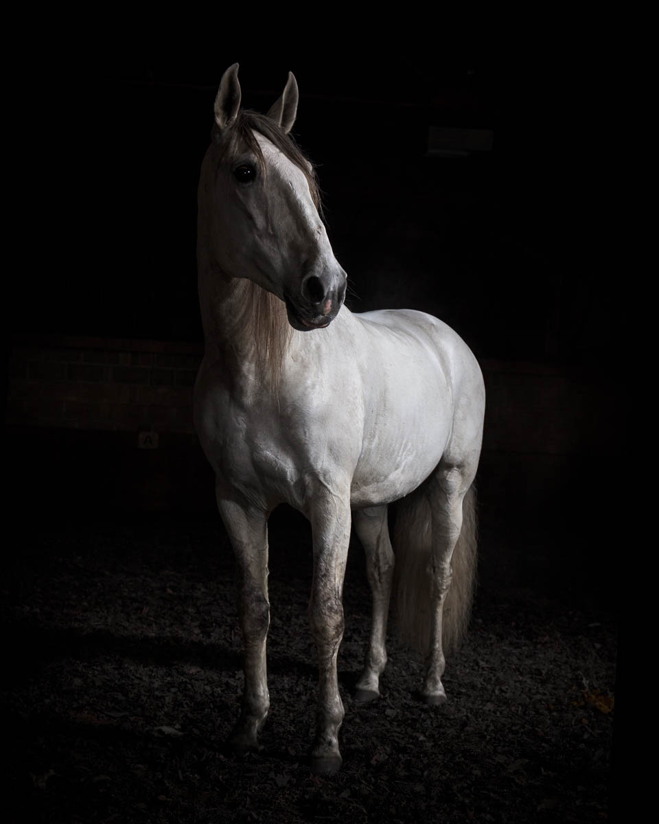 Tim_Platt_animals_199