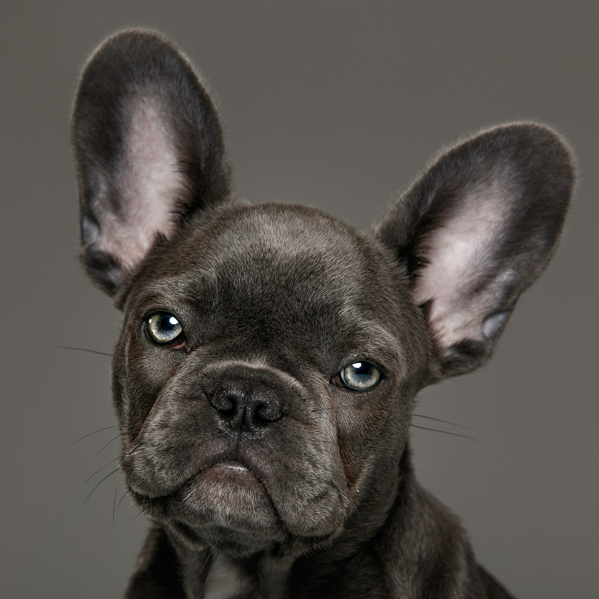 Tim_Platt_animals_222