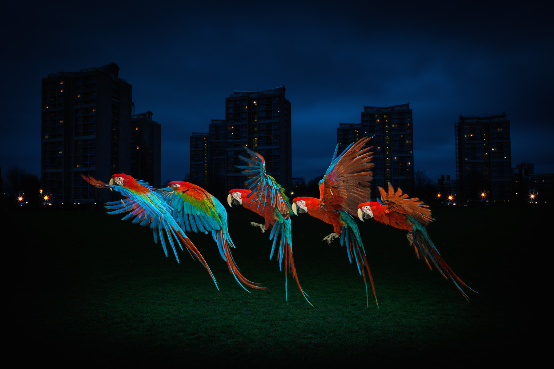 Tim_Platt_birds_002